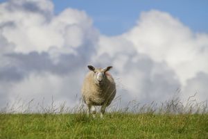 haworth colne moor sheep 1 sm.jpg